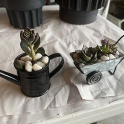 Custom Succulents