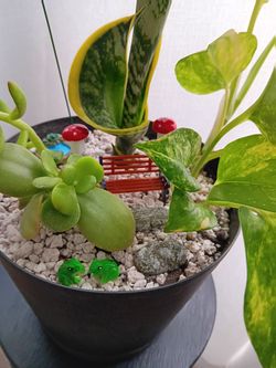 Mixed Indoor Plant Arrangement in Black Pot