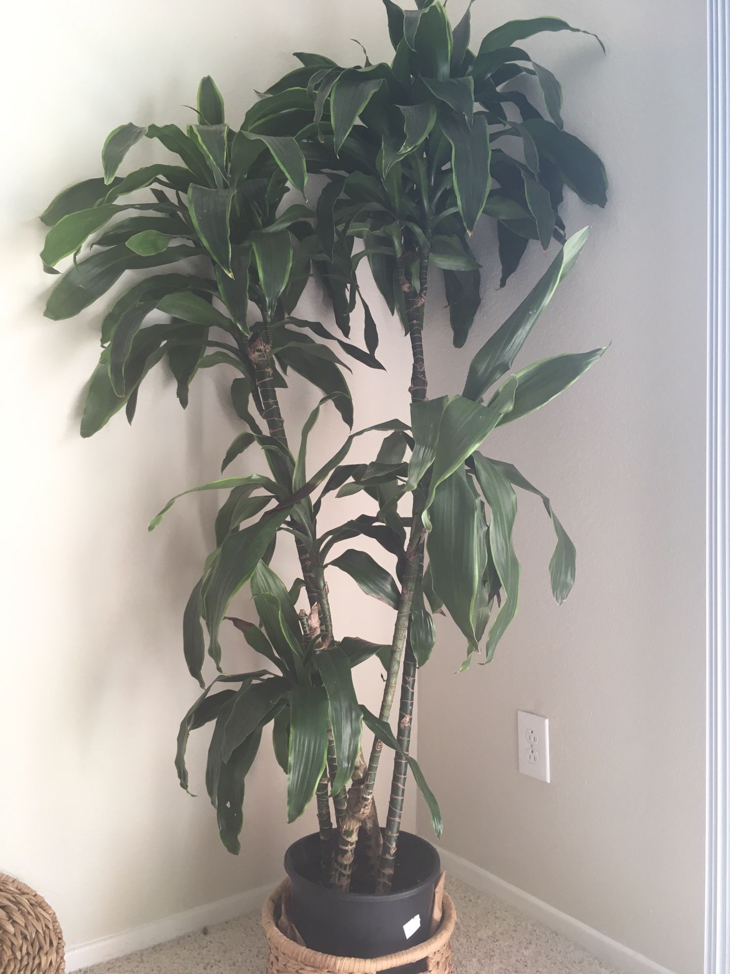 over 6 ft tall house plant (real)