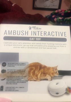 Cat toy