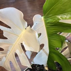 Variegated Monstera Albo Plant Cutting (pls Read Description Below)