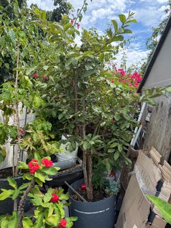 Guava tree