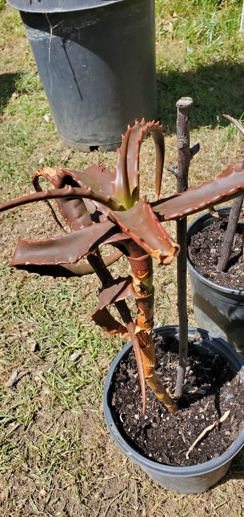 Aloe Cameronii