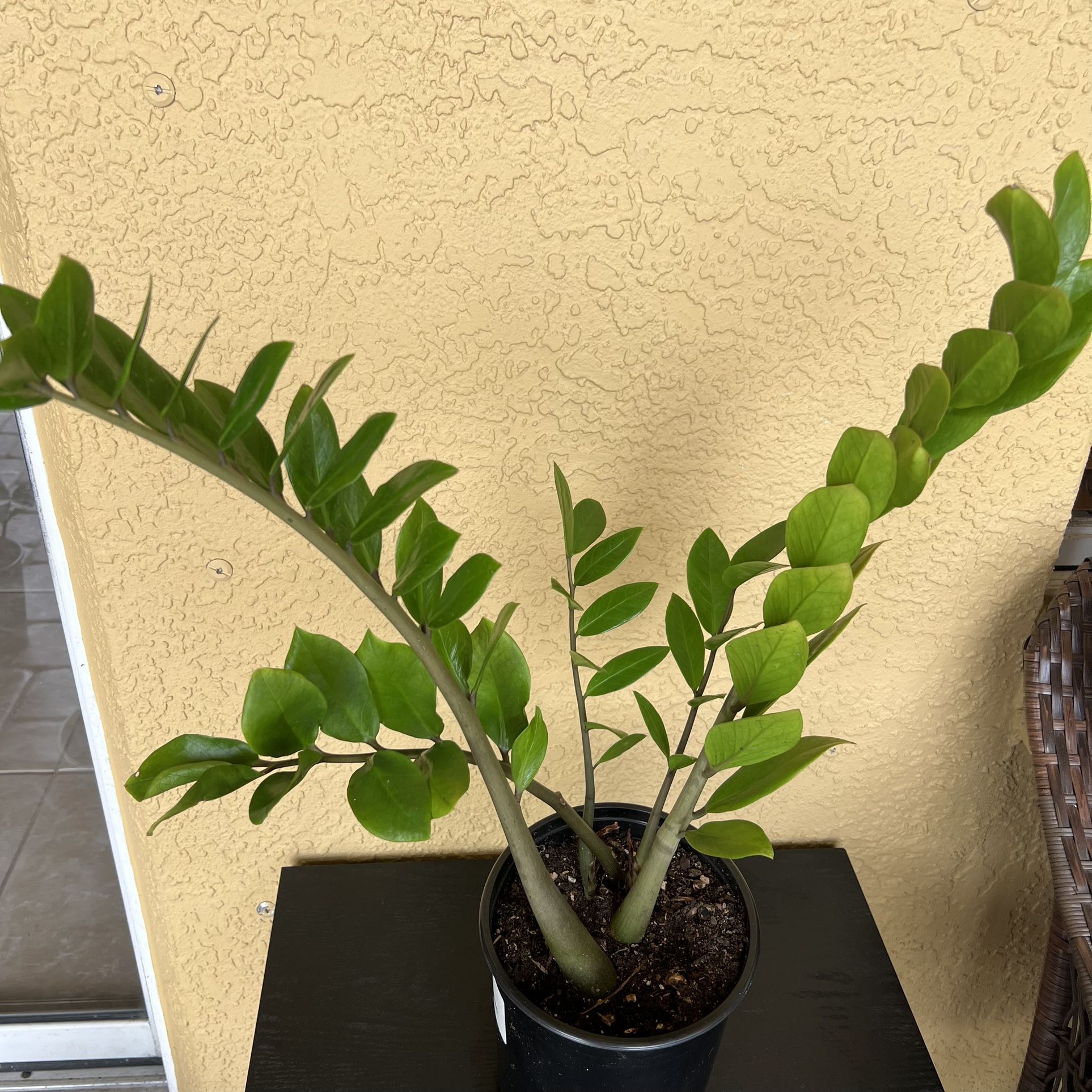 Zz (Zamioculcas zamiifolia) Plant 🪴