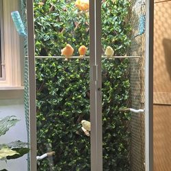 Beautiful CANARY RED Factor