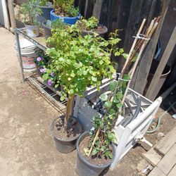 Organic Plants,and Flowers Ask For Prices !!!