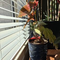 Plant Angel Wing Begonia 