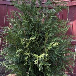 8 foot 'GREEN GIANT' ARBORVITAE tree