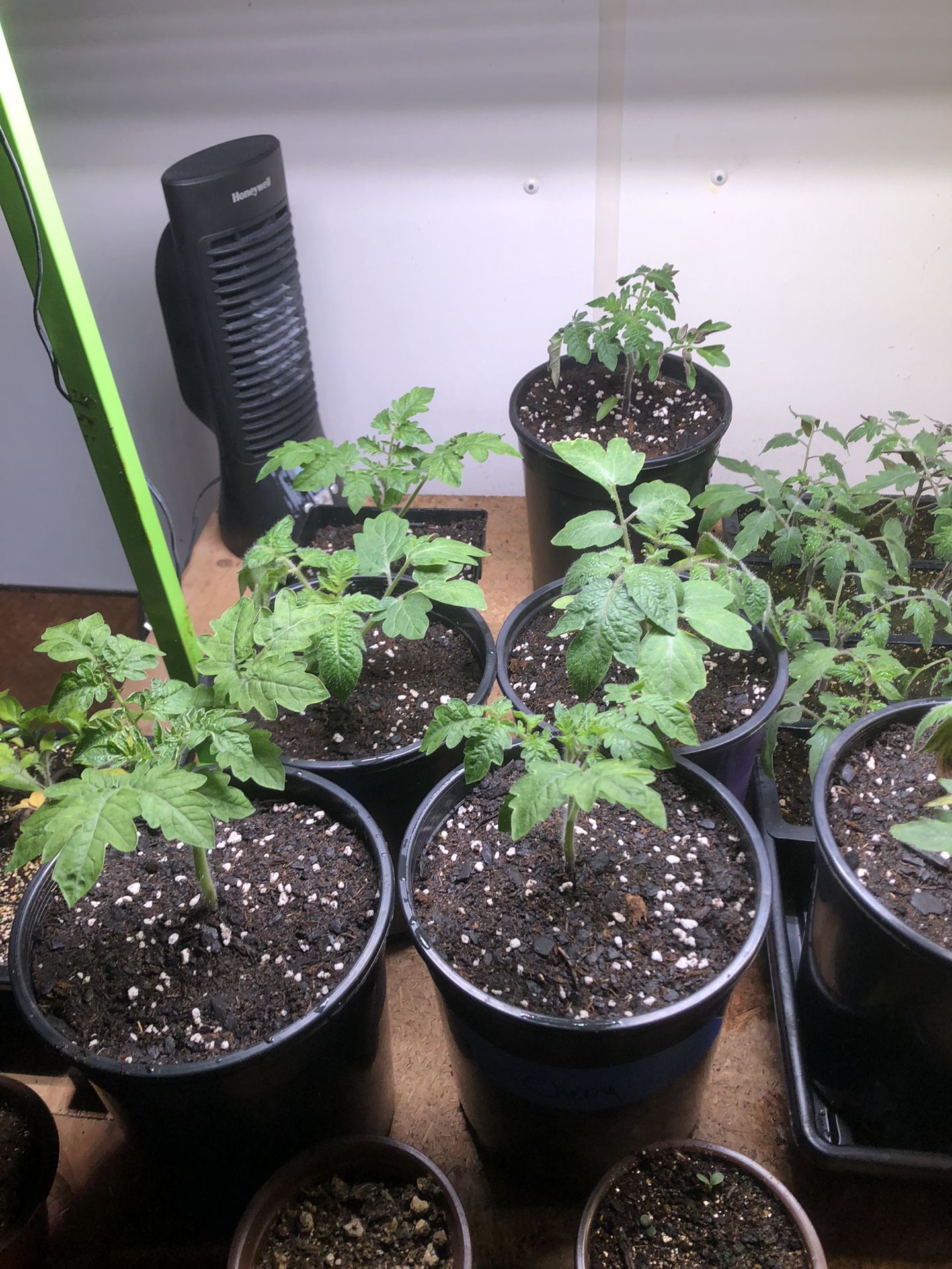 San Marzano Tomato Plants. 1 gallons pots 