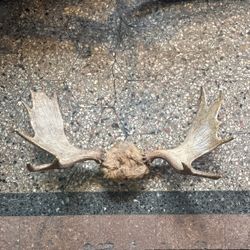 Moose Antlers 