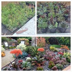 Scurlentos 3gallon Every Variety 