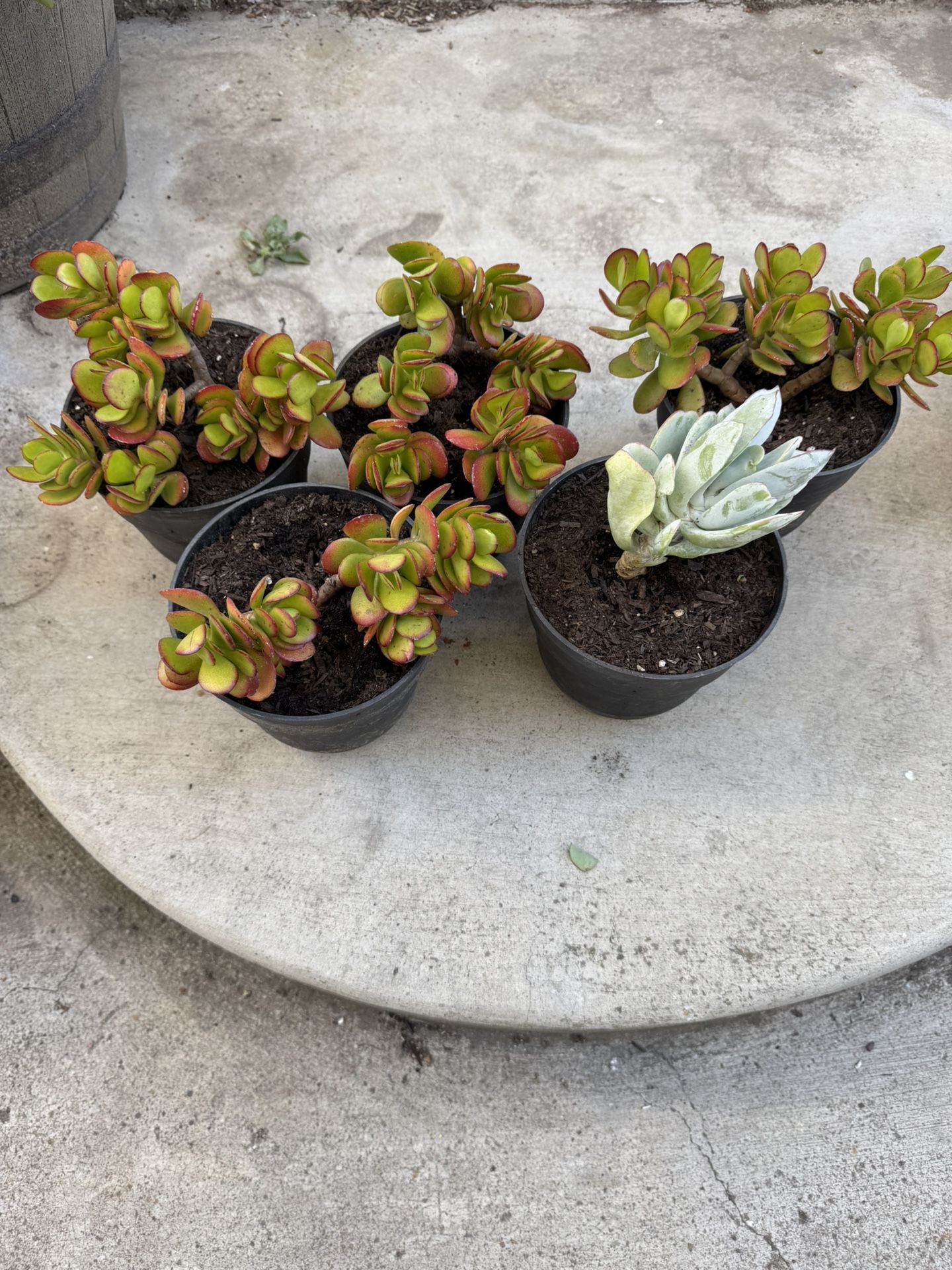 Jade Plants/succulent $5 Each