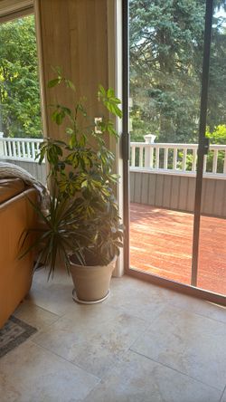 Cool beautiful houseplant / Large Indoor Tropical Floor Plant Tall