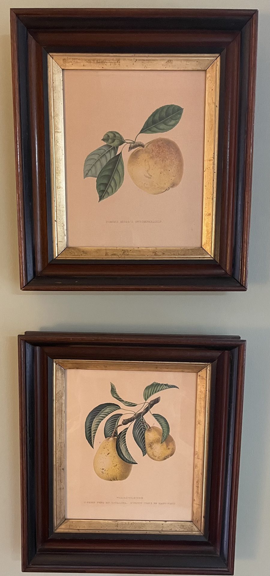 Vintage Botanical Art - Set Of 2 