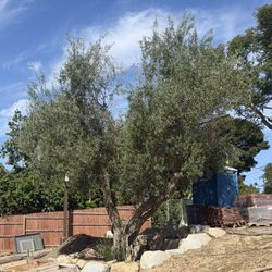 Mature Olive Tree (Free - You Remove or Pay to Remove)