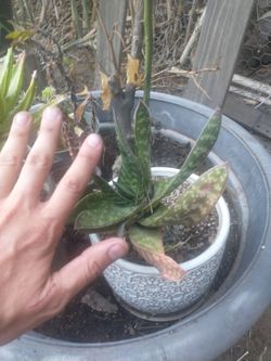 succulent