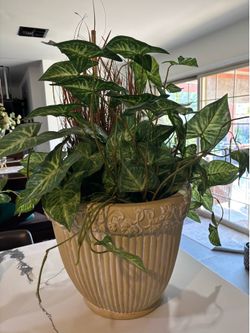 Pot with plant