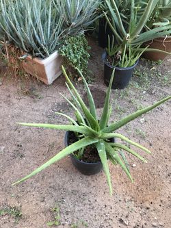 Deferents types of plants