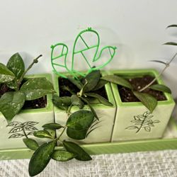 Bundle 3 Hoyas In Ceramic Pots