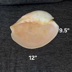 Large Melo Umbilicatus 12" Sea Shell 