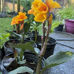 Gorgeous Cana Plants