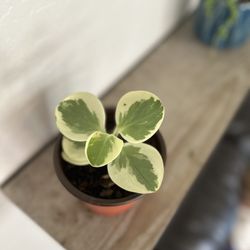 Baby Rubber Plant - Peperomia 