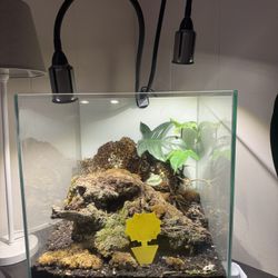 Establish Terrarium 