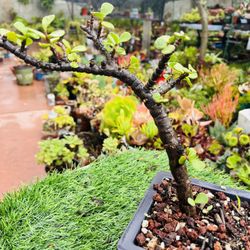 Elephant Food Succulent bonsai tree live rooted