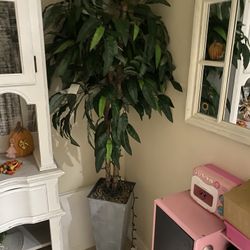 Plant 