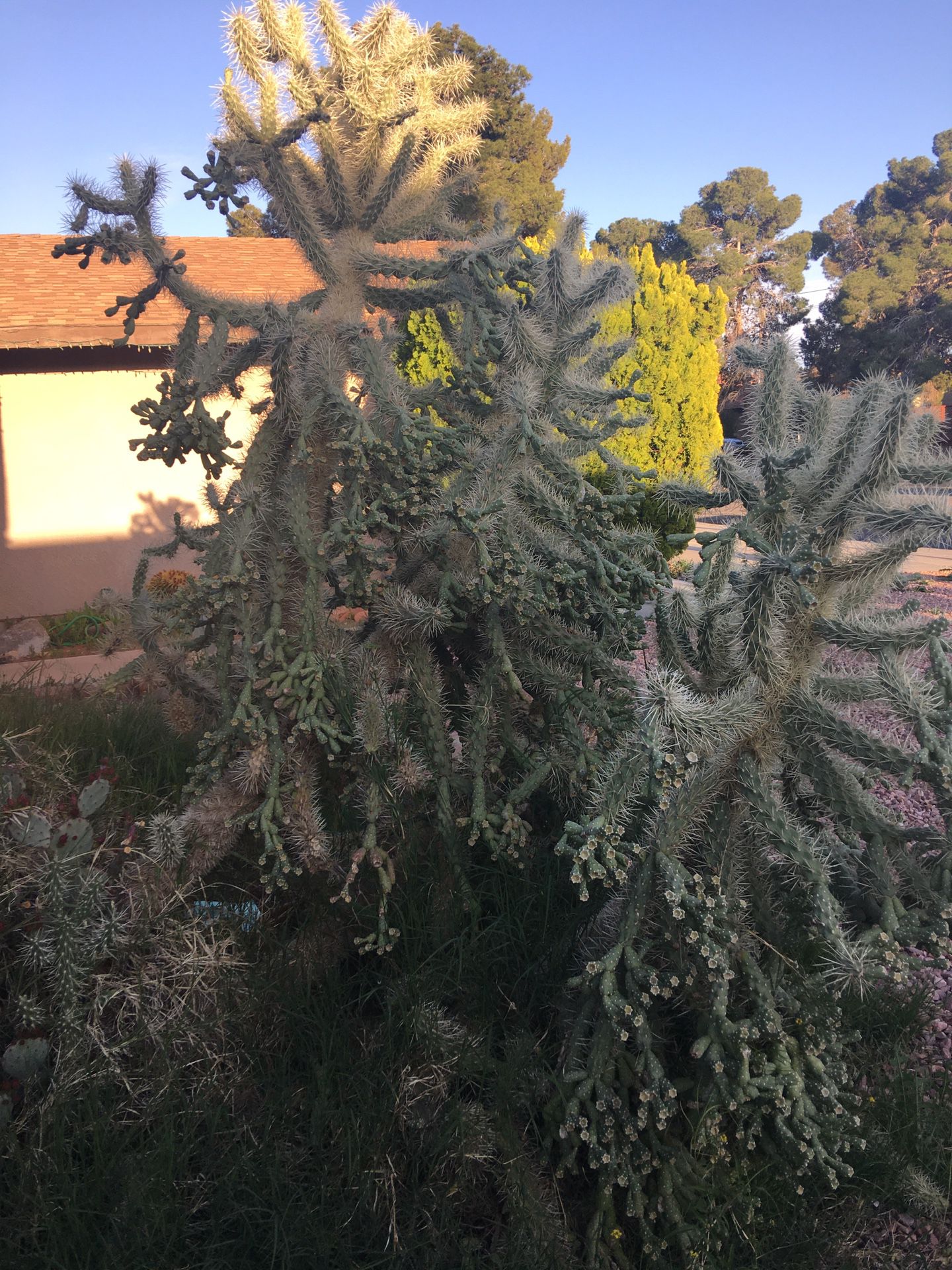 Free Huge Cactuses