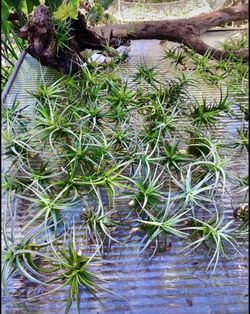 Air Plants $1.00 Each