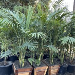 King Palm Trees