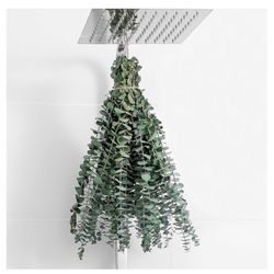 Dried Eucalyptus Stems - 15 Pieces 