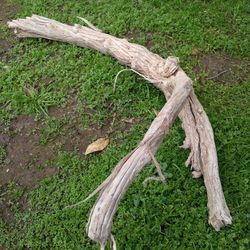 Genuine Driftwood For Aquariums Terrariums Decor Etc 