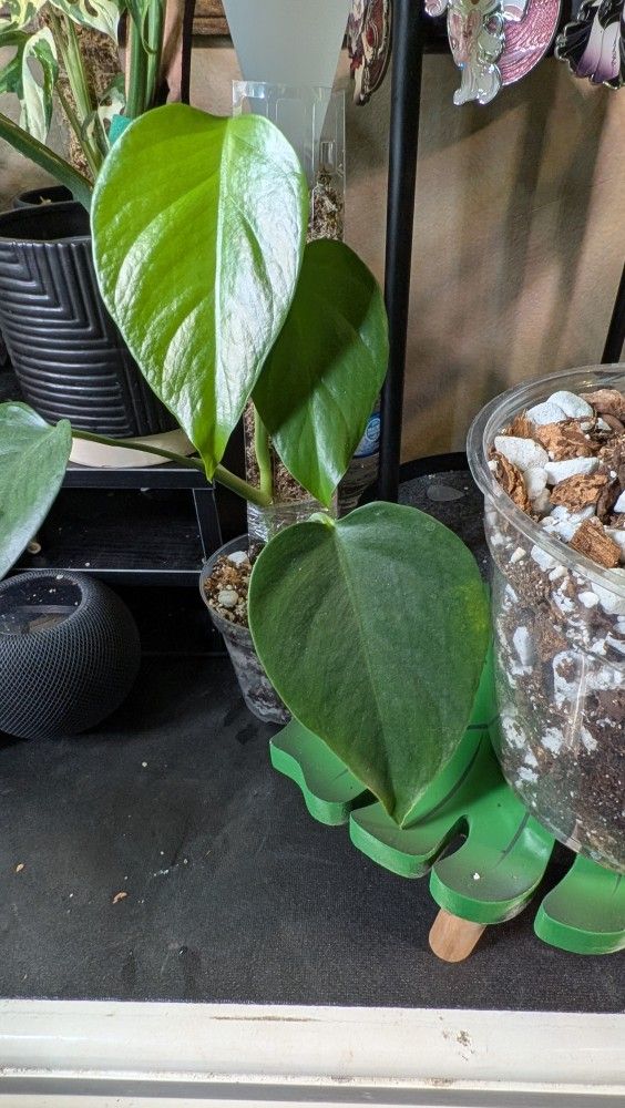Monstera Sierrana