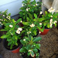 Coronas De Cristo En Galon 