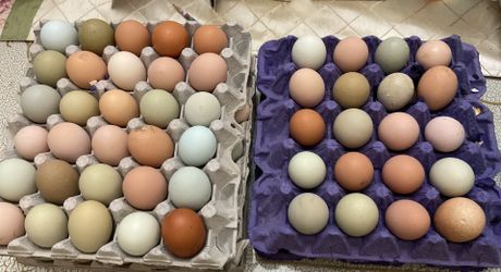 fresh eggs