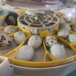Contents Of This incubator 
