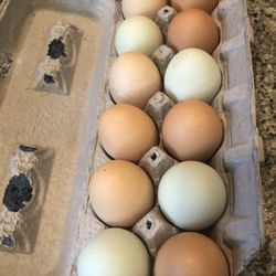 Organic Free Range Chicken Eggs- 2 Dz For 9 Or 1 For 5