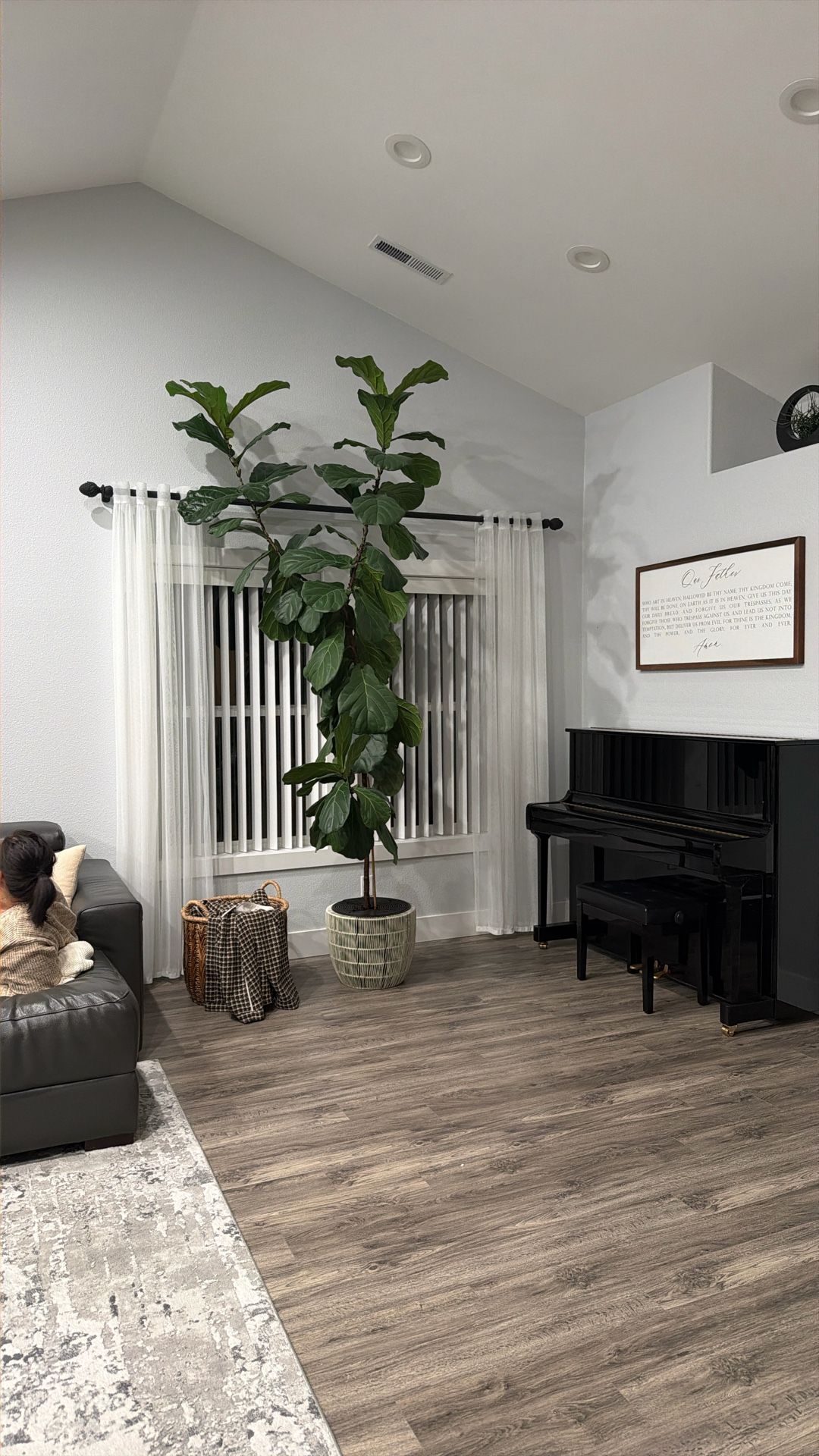 11ft Fiddle Leaf Plant