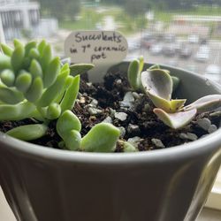 Succulents in a ceramic pot