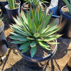 Agave Blue Glow 