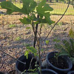 Fig Tree 3feet High Green Sweet Fig