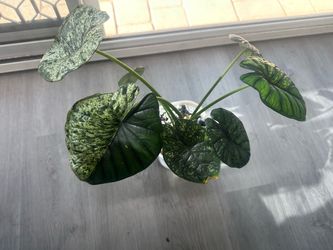 Alocasia Dragon Scale Mint/Half Moon 3 Corms