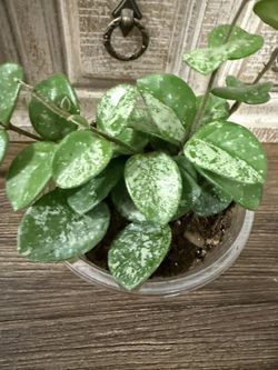 Hoya Mathilde Splash