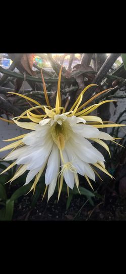 Rare cactus with white flower