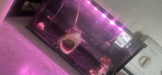 5 Gallon With Built In Light on Lid Comes With Heater and decor