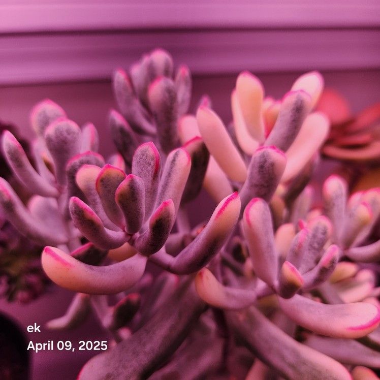 Korean Succulent Cuttings