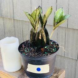 Live indoor Raven ZZ plant in a plastic nursery planter pot—firm price