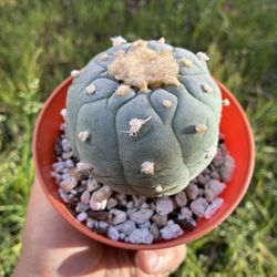 Fricci Beautiful Seed Grown Cactus Plant 